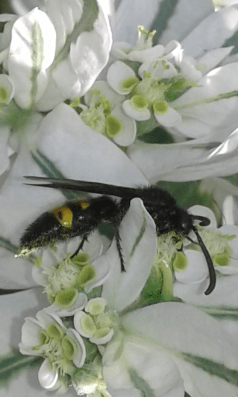 Scoliidae : Scolia hirta hirta o Scolia hirta unifasciata? Scolia hirta hirta